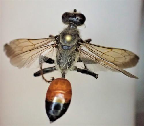 Sphex funerarius